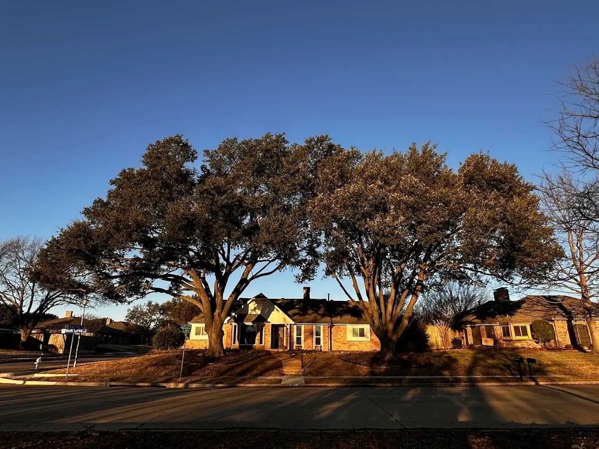 Established residential canopy tree shading a home in Littcarr